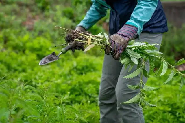Gardening Help Needed472308437809244162