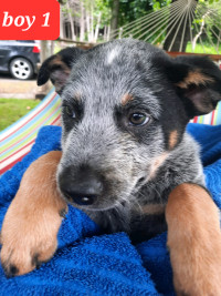 Amazing  blue Australian heeler puppies  READY TO Go 
