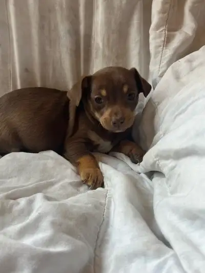 Tiny chihuahua puppies mom and dad are 5 pounds and very friendly and loving, have been dewormed loc...