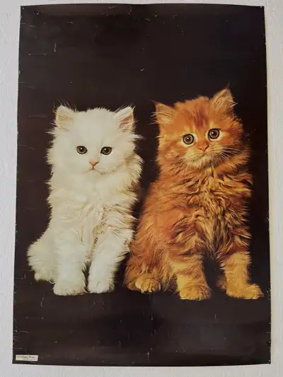 24" x 34" poster of white and orange kittens, View more