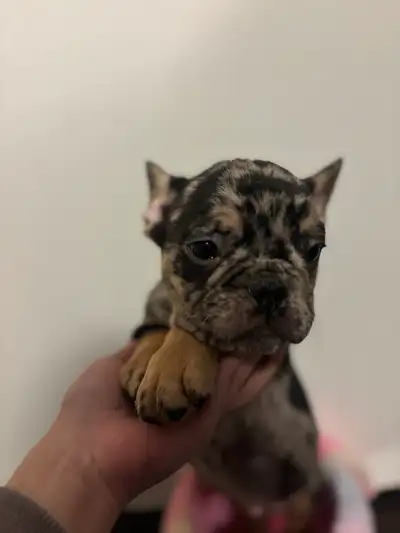 Gorgeous French Bulldog Puppies Ready for New Home! 13 Weeks Old, View more