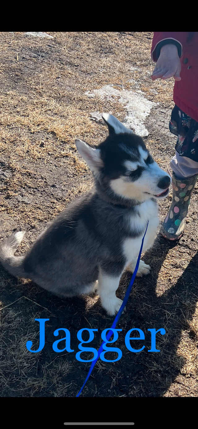Siberian husky puppies Dogs & Puppies for Rehoming Regina Kijiji