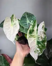 alocasia sanderiana/ nobilis in Plants, Fertilizer & Soil in City of Toronto - Image 11