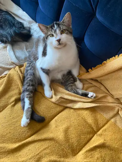 Chat a donner, View more