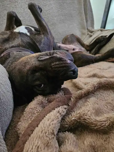 Karma was 4 years old on Jan 25. We love her dearly, but must rehome her due to allergies. Great fam...