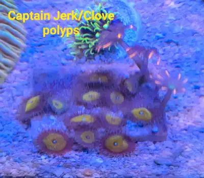 Captain Jerk Palythoa Clove Polyp Tile coral frag, View more