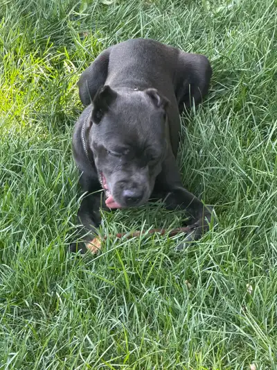 Female blue Cane Corso ( Bella ) , crate and leash trained. She has cropped ears and a docked tail....