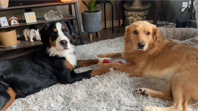 Golden Bernese mountain Puppies  in Dogs & Puppies for Rehoming in Woodstock