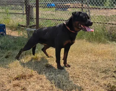 CKC Registered Female Rottweiler, View more