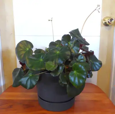 Indoor Money plant, View more