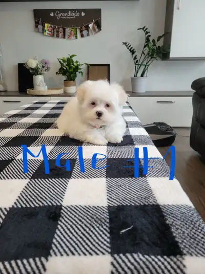 Maltese Puppies For Sale, View more