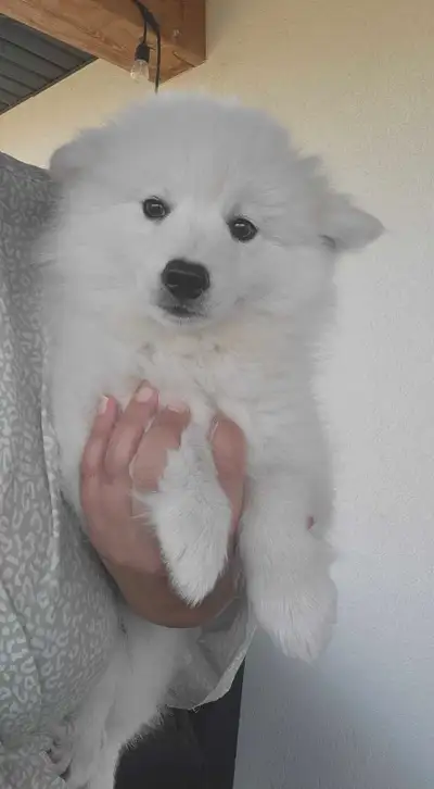 American Eskimo Puppy , View more