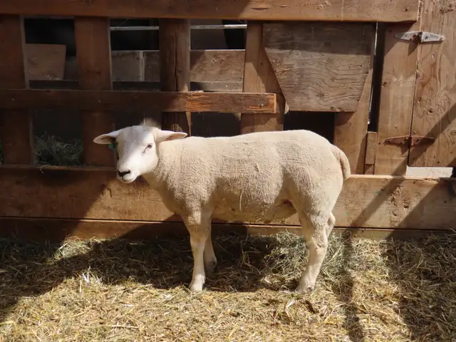 Two registered Texel ram lambs left at the farm. in Livestock in Vernon - Image 5
