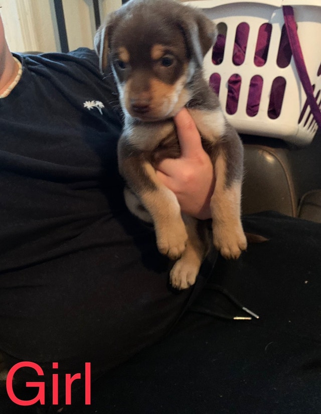 Lab cross puppies Dogs & Puppies for Rehoming Nanaimo Kijiji