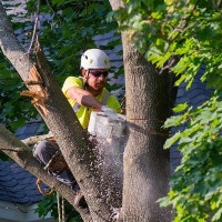 TREE REMOVAL Markham / York Region Toronto (GTA) Preview