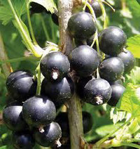 Black currant cuttings 