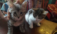 Selling my two little cat for 150$ ony with equipment included