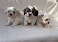 Shih Tzu poodle puppies 