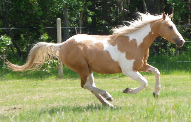 PP My Colours Flashy - 2023 APHA Palomino Tobiano Colt in Horses & Ponies for Rehoming in Grande Prairie - Image 3