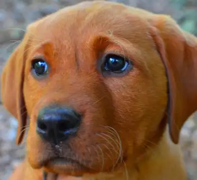 FOX RED LABRADOR PUPPIES, View more