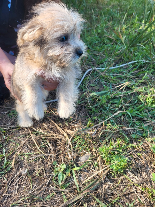 Puppies Dogs & Puppies for Rehoming Owen Sound Kijiji