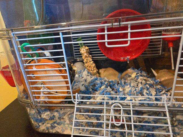Baby gerbils for sale in Small Animals for Rehoming in Saint John - Image 2