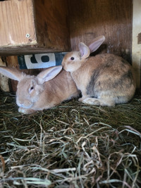 Continental/chinchilla rabbits