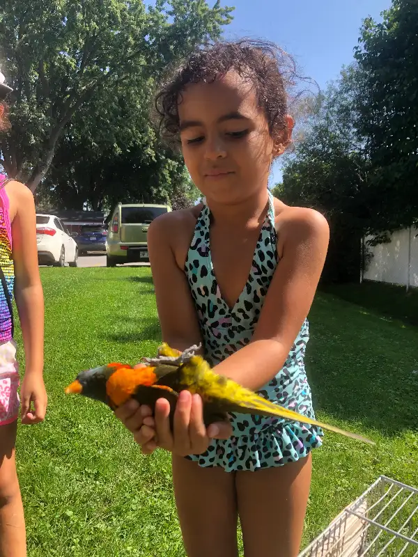 Lorikeet parrot very tame,talk,dance,sociabilize in Birds for Rehoming in Oshawa / Durham Region - Image 10