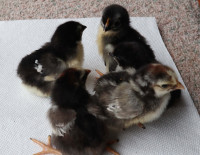 8 Heritage Chicks, Marans, Silver Laced Wyandottes, Orpingtons
