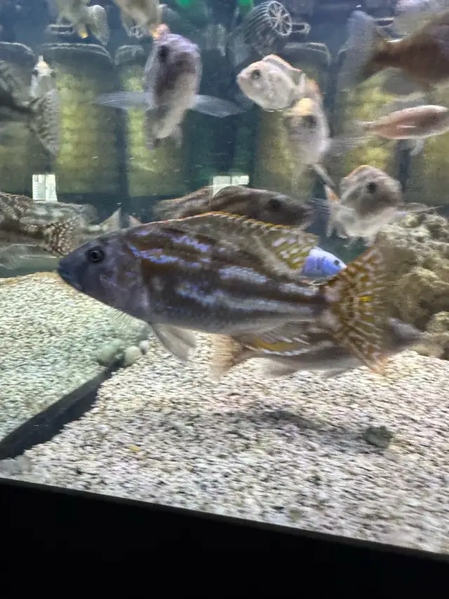 Nimbochromis Fuscotaeniatus in Fish for Rehoming in Mississauga / Peel Region - Image 5