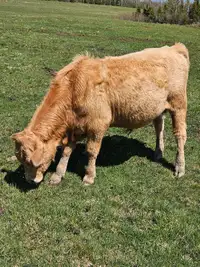 Highland bull beef cross
