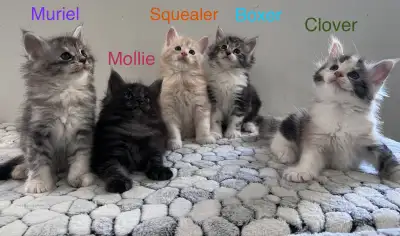 Purebred Maine Coon Kittens — The Perfect Christmas Gift! Looking for a unique Christmas gift for a...
