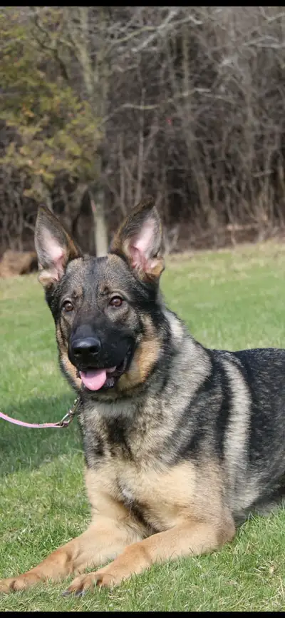 Working line German Shepherd for sale, View more