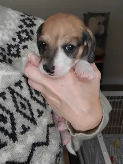 This is our first litter of smooth miniature dachshunds and they did not disappoint!! Can they get a...