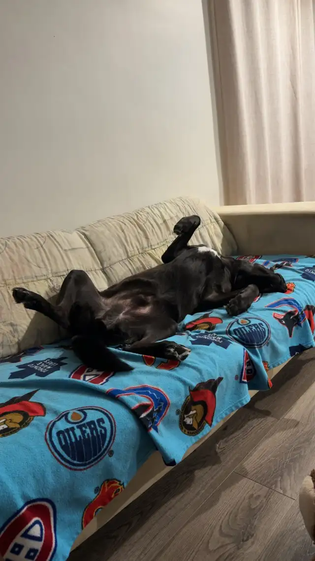 Super Friendly Black Lab | Dogs & Puppies for Rehoming | Regina | Free ...