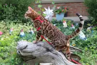 Bengal Kittens - Stunning Leopard Look, Friendly and Cute, TICA