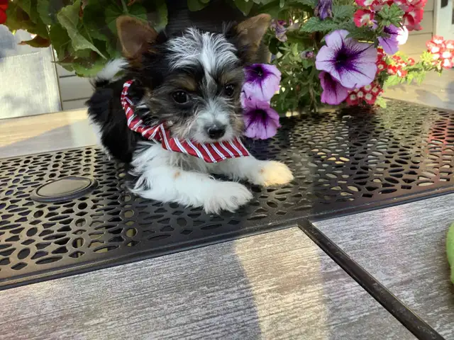 READY NOW YORKSHIRE  BIEWER YORKIE & YORKSHIRE BLACK AND TAN in Dogs & Puppies for Rehoming in Gatineau - Image 6