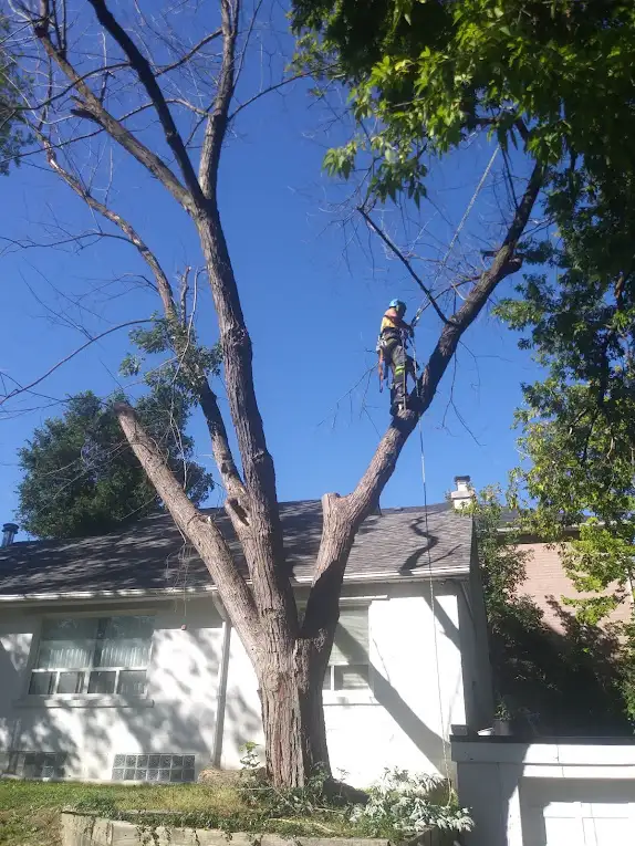 Climbing Bear Tree Care- ISA Cert Arborist- Tree Trim/Removals62863724816643124