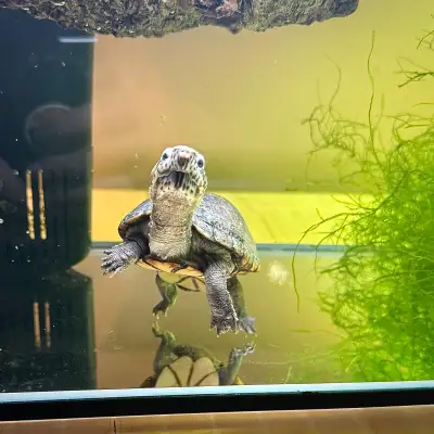 Eastern Mud Turtle, View more