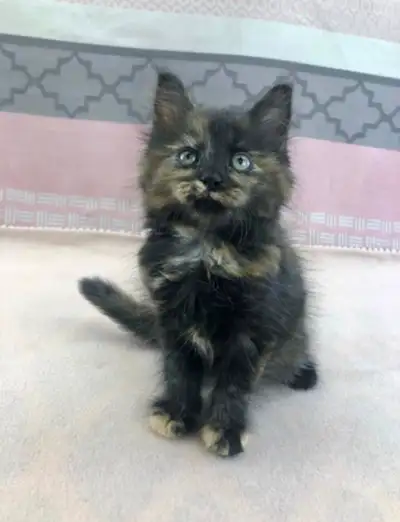 Purr-fect Maine Coon Baby for Your Home, View more