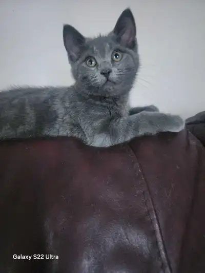 chaton mâle croisée bleu russe hypoallergenique, View more