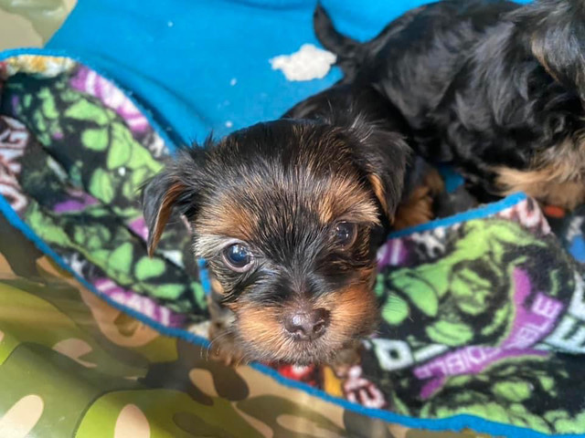 2 Purebred Yorkshire Terrier Puppies in Dogs & Puppies for Rehoming in Sudbury - Image 2