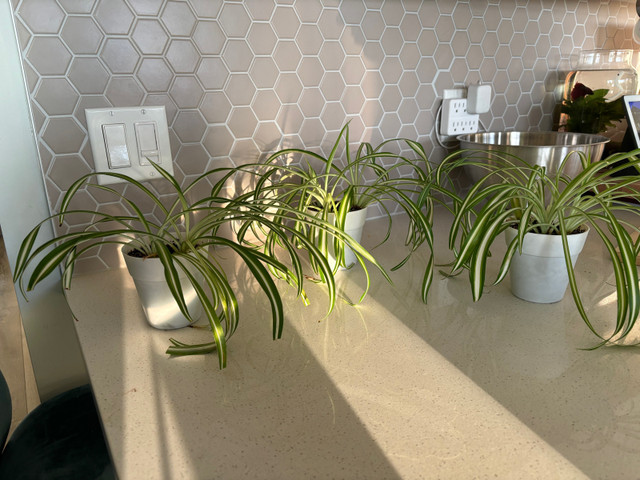 Spider Plant  in Plants, Fertilizer & Soil in Calgary - Image 3