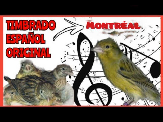 Canari Timbrado Espagnol pure race  dans Oiseaux à adopter  à Ville de Montréal - Image 3