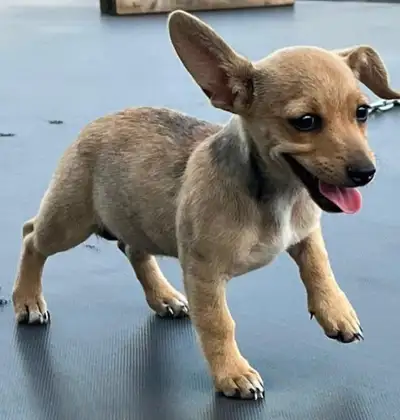 Puppies for sale, View more