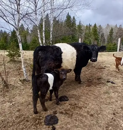 Belted Galloway cow/(bull) calf pair, View more