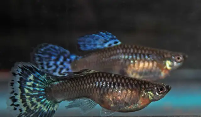 Accidental Guppy Breeder – Tiny Fish, Big Personalities! $2 Each in Fish for Rehoming in City of Toronto - Image 2