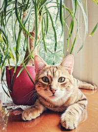Bengal Cat (male) looking for a new home