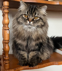 Purebred Siberian Male Cat for Adoption 