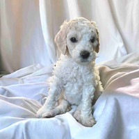  Standard Poodle Puppies Ready for Their Forever Homes